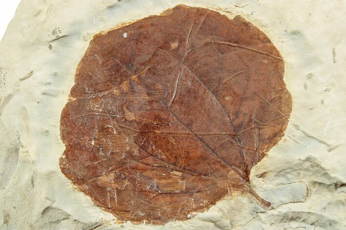 Fossil Leaf (Zizyphoides) - Montana #223821